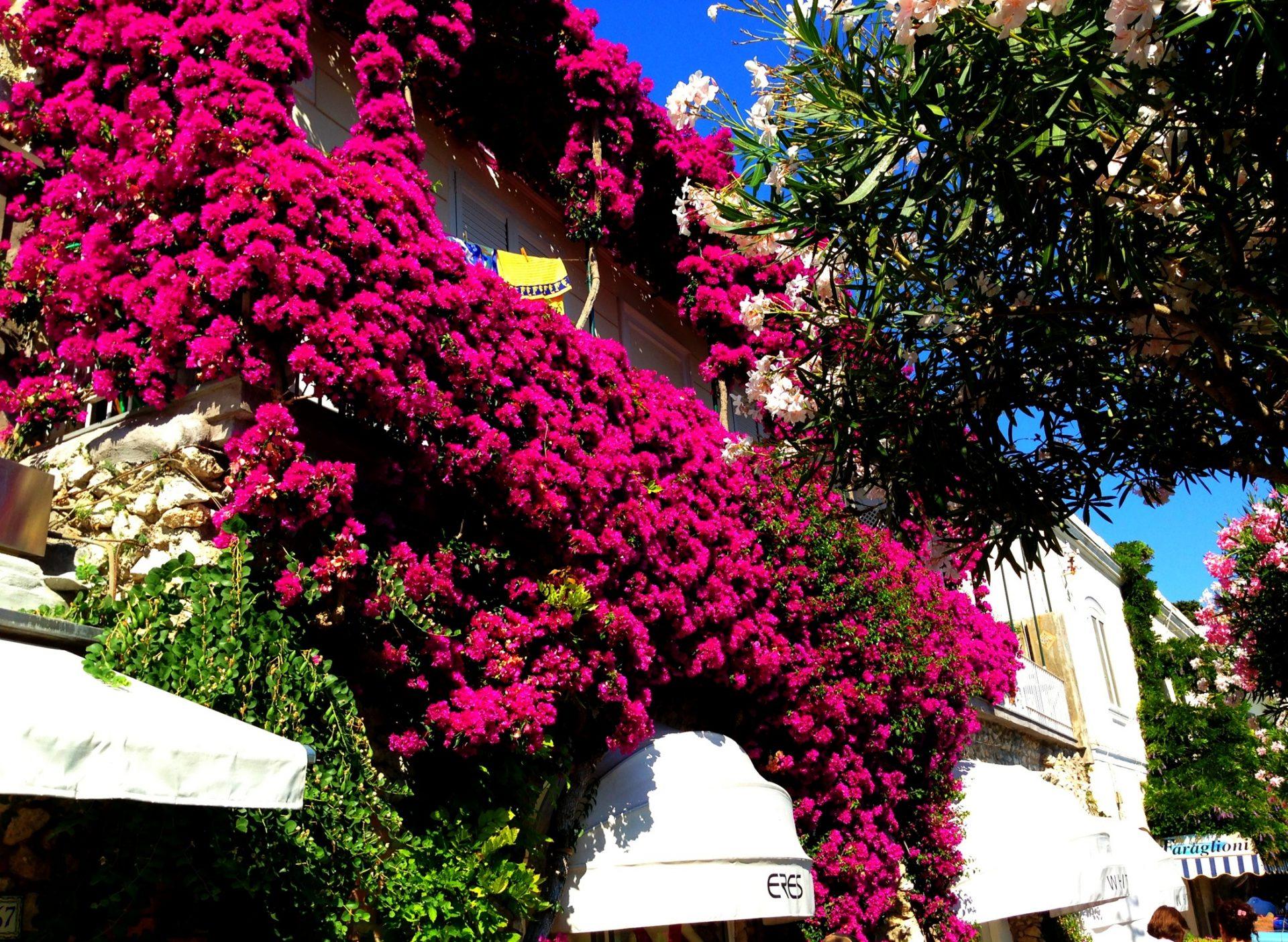 Capri Insider tips for a perfect trip to the magic island Ask The