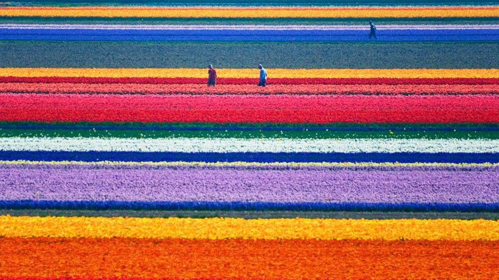 tulips-holland