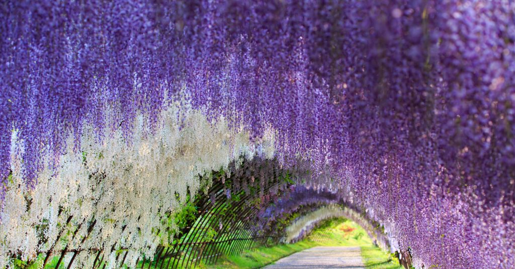 wisteria-tunnel