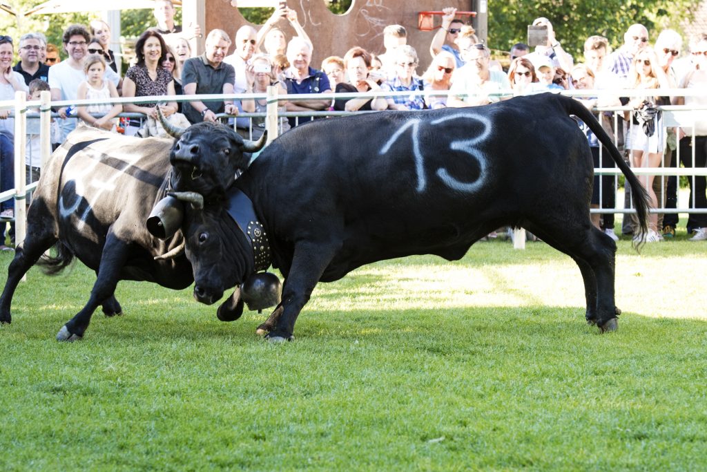 valais cows fighting