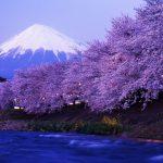 Tokyo-cherry-blossoms