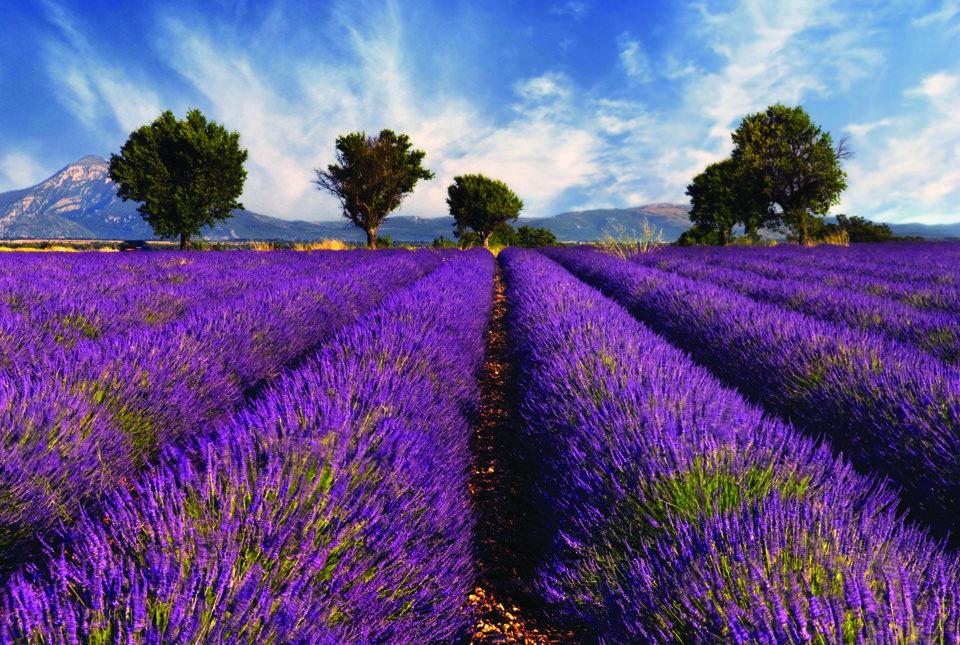 lavender-fields-france