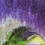 Wisteria-Flower-Tunnel-Japan