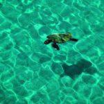 Caretta (1)