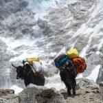 Everest Marathon 2018 – photo by Anuj D Adhikary (www.anujadhikary.com) (51 of 127)