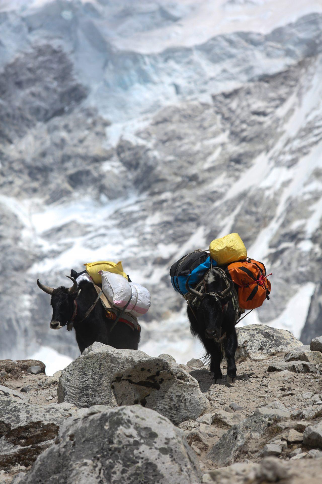 everest marathon