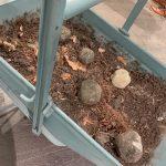 thumbnail_IMG_2717