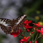 thumbnail_IMG_2535