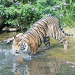 thumbnail_IMG_9863