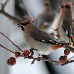 bird-110129_1280