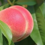 peach-g36719ff12_1920
