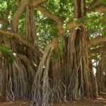 banyan-tree-gf83032b60_1280