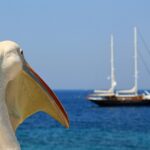 pelican-4260045_1280